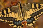 Swallowtail