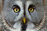 Great Grey Owl